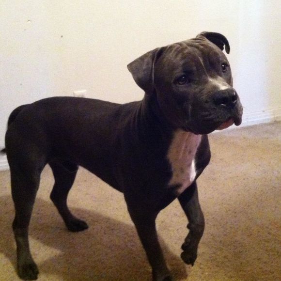 Meet your Posher, Zechariah - Picture 1 of 1